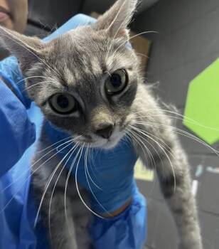 Domestic Short Hair Cats Available for Adoption in Fort Worth, Texas - Aurora | PetCurious