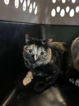 JYNX -  Domestic Short Hair Cat for Adoption in San Antonio, Texas - JYNX | PetCurious