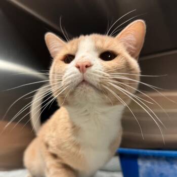 Buttermilk Biscuit -  Domestic Short Hair Cat for Adoption in York, Pennsylvania - Buttermilk Biscuit | PetCurious