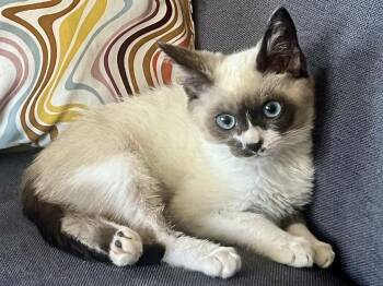 Fury (bonded with Foxy) -  Siamese Cat for Adoption in San Francisco, California - Fury (bonded With Foxy) | PetCurious