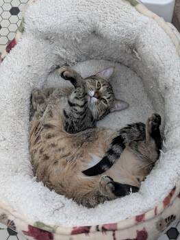 Bowie -  Tabby Cat for Adoption in Pearland, Texas - Bowie | PetCurious