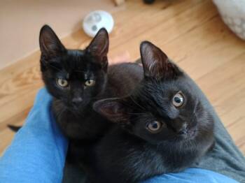 Rescue American Shorthair Cats for Adoption in Medford, Massachusetts - Figgy And Fennel | PetCurious