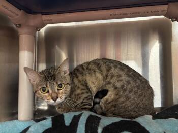 Circe CS-236/26 -  Bengal Cat for Adoption in Burlington, Ontario - Circe CS-236/26 | PetCurious