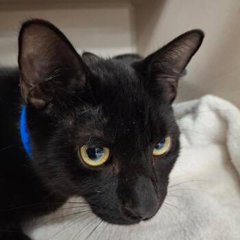 Davy Jones -  Domestic Short Hair Cat for Adoption in Lakeland, Florida - Davy Jones | PetCurious