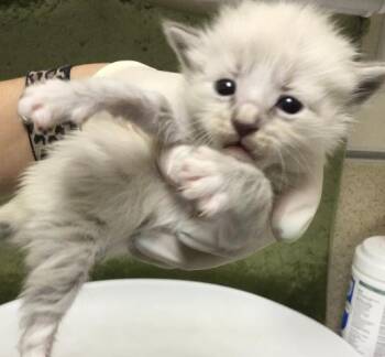 Domestic Short Hair Cats Available for Adoption in Riverside, California - TOMATO BASIL | PetCurious