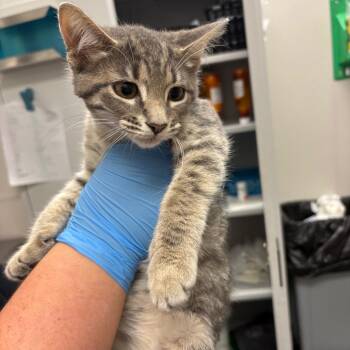 Iris -  Domestic Short Hair Cat for Adoption in Columbiana, Alabama - Iris | PetCurious