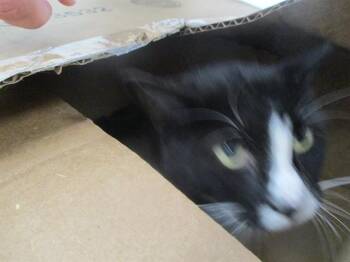 GABBY -  Domestic Short Hair Cat for Adoption in Ocala, Florida - GABBY | PetCurious