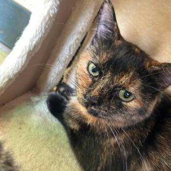 Emerald -  Domestic Short Hair and Bengal Cat for Adoption in Taos, New Mexico - Emerald | PetCurious