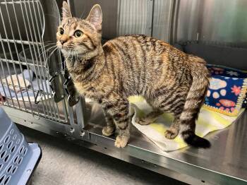 Meer-kitty -  Domestic Short Hair Cat for Adoption in Raleigh, North Carolina - Meer-kitty | PetCurious