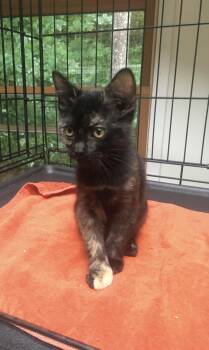 Peachy Toes -  Dilute Tortoiseshell and Tortoiseshell Cat for Adoption in Leicester, North Carolina - Peachy Toes | PetCurious
