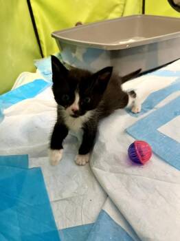 Tuxedo and Domestic Medium Hair Cats Available for Adoption in Walnut Creek, California - George | PetCurious