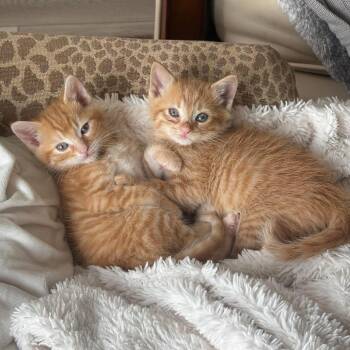 Mufasa -  Domestic Short Hair Cat for Adoption in Franklin, Tennessee - Mufasa | PetCurious