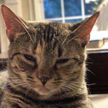 Domestic Short Hair Cats Available for Adoption in Powdersville, South Carolina - Addie | PetCurious