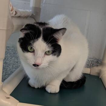 Milton -  Domestic Short Hair Cat for Adoption in Stafford, Virginia - Milton | PetCurious