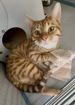 Domestic Short Hair and Bengal Cats Available for Adoption - Mylow | PetCurious