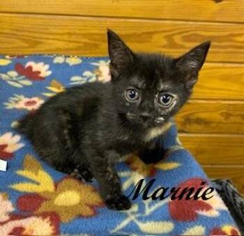 Tortoiseshell Cats Available for Adoption in Southern Pines, North Carolina - Marnie | PetCurious