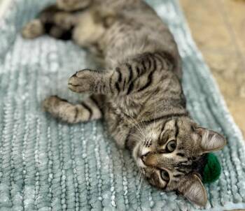 Rescue Domestic Short Hair Cats for Adoption in Chandler, Arizona - Lily Amigo | PetCurious