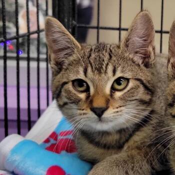Rescue Domestic Short Hair Cats for Adoption in Montgomery, Alabama - Robin | PetCurious