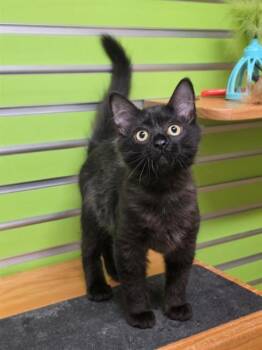 MAPLE -  Domestic Medium Hair Cat for Adoption in St. Peters, Missouri - MAPLE | PetCurious