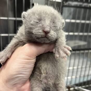 Empanadas -  Domestic Short Hair Cat for Adoption in Greensboro, North Carolina - Empanadas | PetCurious
