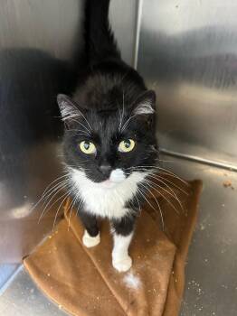 Tuxedo Cats Available for Adoption - Andrea | PetCurious