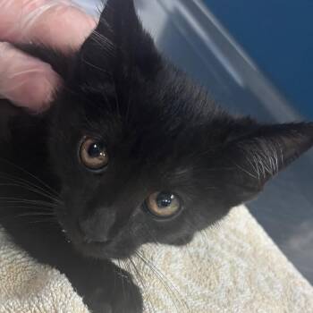 Mittens the Kittens -  Domestic Short Hair Cat for Adoption in Newark, New Jersey - Mittens The Kittens | PetCurious