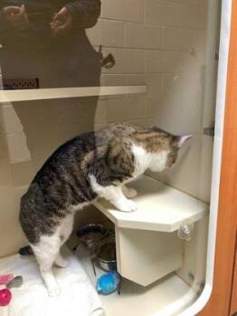 Stripes -  Domestic Short Hair Cat Available for Adoption in Fairfax, Virginia - Stripes | PetCurious