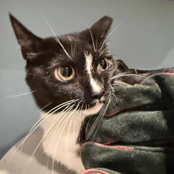 June Marie -  Domestic Short Hair Cat for Adoption in Chattanooga, Tennessee - June Marie | PetCurious