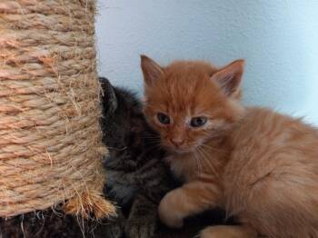 Teddy -  Domestic Short Hair Cat for Adoption in Battle Ground, Washington - Teddy | PetCurious