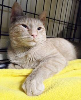 Rescue Tabby Cats for Adoption in Ocean City, New Jersey - Tigger | PetCurious