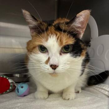 Pita -  Domestic Short Hair Cat for Adoption in West Olive, Michigan - Pita | PetCurious
