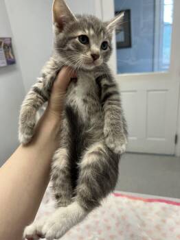 Domestic Short Hair Cats Available for Adoption in Gaithersburg, Maryland - Pebbles | PetCurious