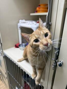 Domestic Short Hair Cats Available for Adoption in Arlington, Washington - Podrick Jack