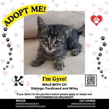Gyro -  Domestic Short Hair Cat for Adoption in OSBORNVILLE, New Jersey - Gyro | PetCurious