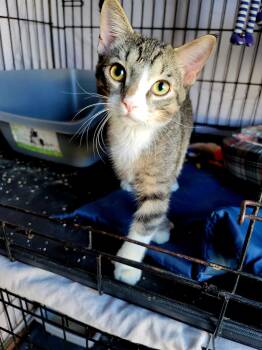 Bao -  Domestic Short Hair Cat for Adoption in Kitchener, Ontario - Bao | PetCurious