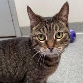Isadora -  Domestic Short Hair Cat for Adoption in New Philadelphia, Ohio - Isadora | PetCurious