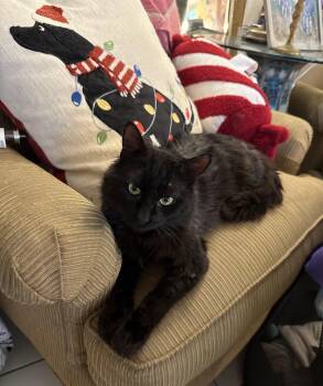 Rescue Maine Coon Cats for Adoption in Houston, Texas - Toothless (he