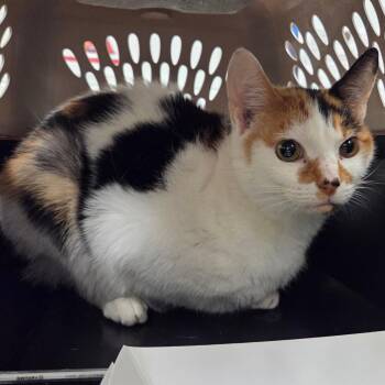 Domestic Short Hair Cats Available for Adoption - Lulu | PetCurious