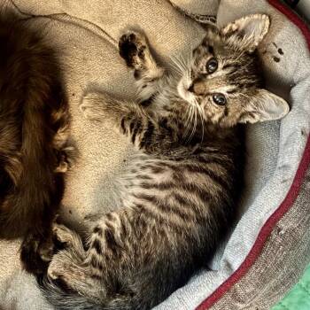 Fly Strike -  Domestic Short Hair Cat for Adoption in Boerne, Texas - Fly Strike | PetCurious
