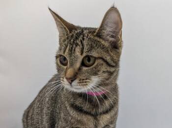 Lilith -  Domestic Short Hair and Affenpinscher Cat for Adoption in Powell, Ohio - Lilith | PetCurious