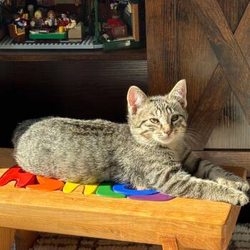 Rescue Domestic Short Hair Cats for Adoption in Calgary, Alberta - Anna | PetCurious