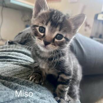 Domestic Short Hair Cats Available for Adoption in Eagle Mountain, Utah - Miso Tate | PetCurious