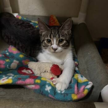 Rescue Domestic Short Hair Cats for Adoption in Portage, Michigan - Kersty | PetCurious