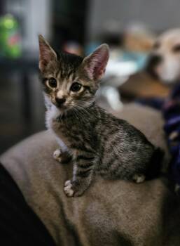 Rescue Domestic Short Hair Cats for Adoption in Mount Pleasant, Texas - Gabriel | PetCurious