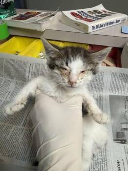 Domestic Short Hair Cats Available for Adoption in Jacksonville, Florida - DYLON | PetCurious