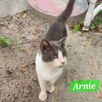 Arnie -  Domestic Short Hair Cat for Adoption in Spring Hill, Florida - Arnie | PetCurious