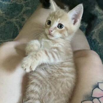 Fjord -  Domestic Short Hair Cat for Adoption in Philadelphia, Pennsylvania - Fjord | PetCurious