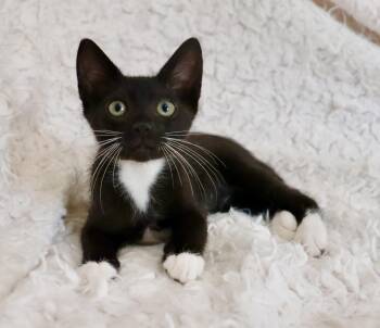 Gail -  Tuxedo Cat for Adoption in St. Augustine, Florida - Gail | PetCurious