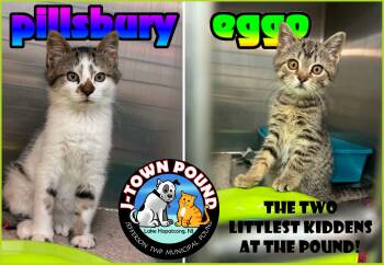 Pillsbury (M) & Eggo (F) -  Domestic Short Hair Cat for Adoption in Jefferson, New Jersey - Pillsbury (M) & Eggo (F) | PetCurious