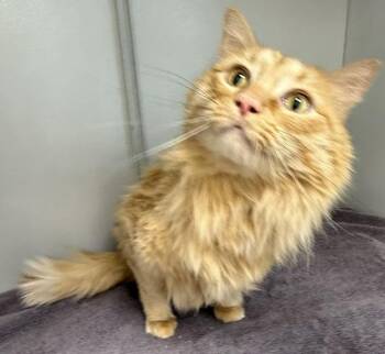 Domestic Long Hair Cats Available for Adoption in Mauston, Wisconsin - Copper | PetCurious